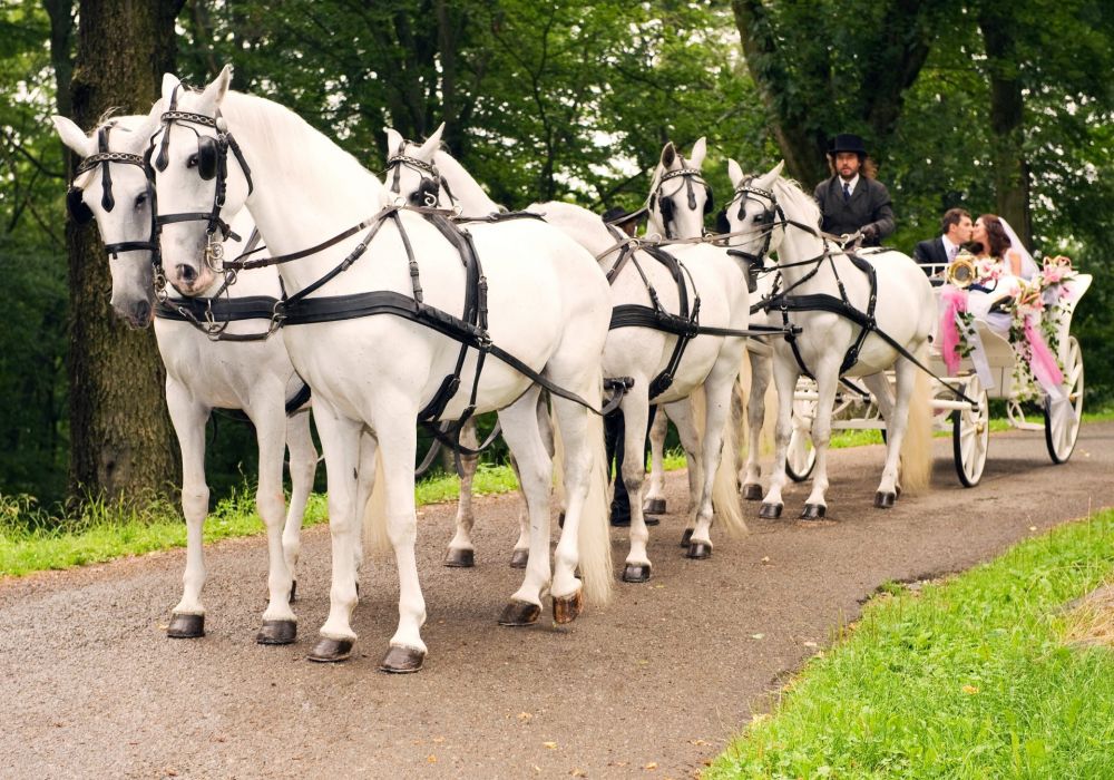 Perfect transport for a castle wedding - horse-drawn carriage
