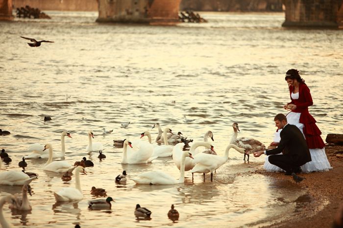 Feeding swans on the banks of the Vltava - a tradition of wedding couples
